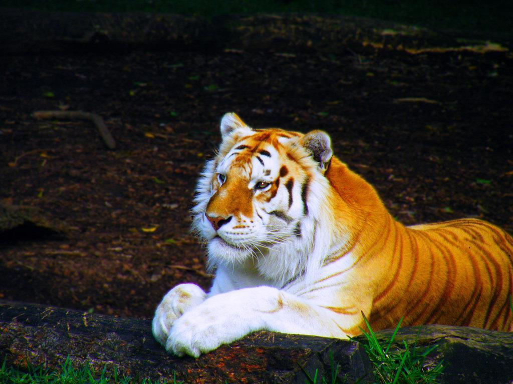 原来动物园早就知道了金虎的情况,它数天不吃不喝,令所有人都着急不已