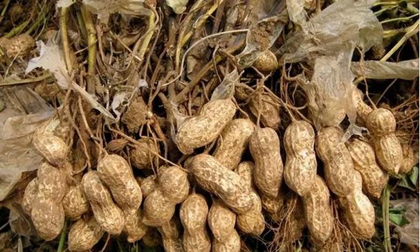 花生秧收购,成本400元卖1200元,两个月收几十万!