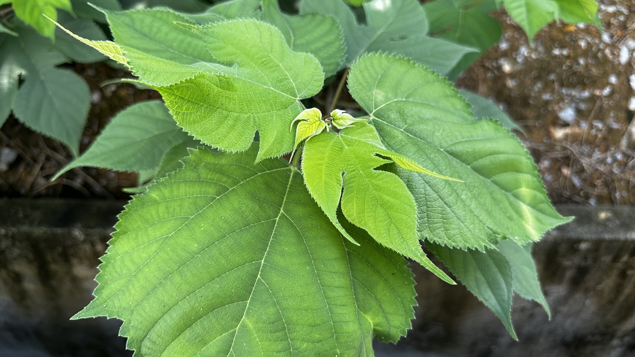 建议从国家层面推动杂交构树生态养殖产业大发展