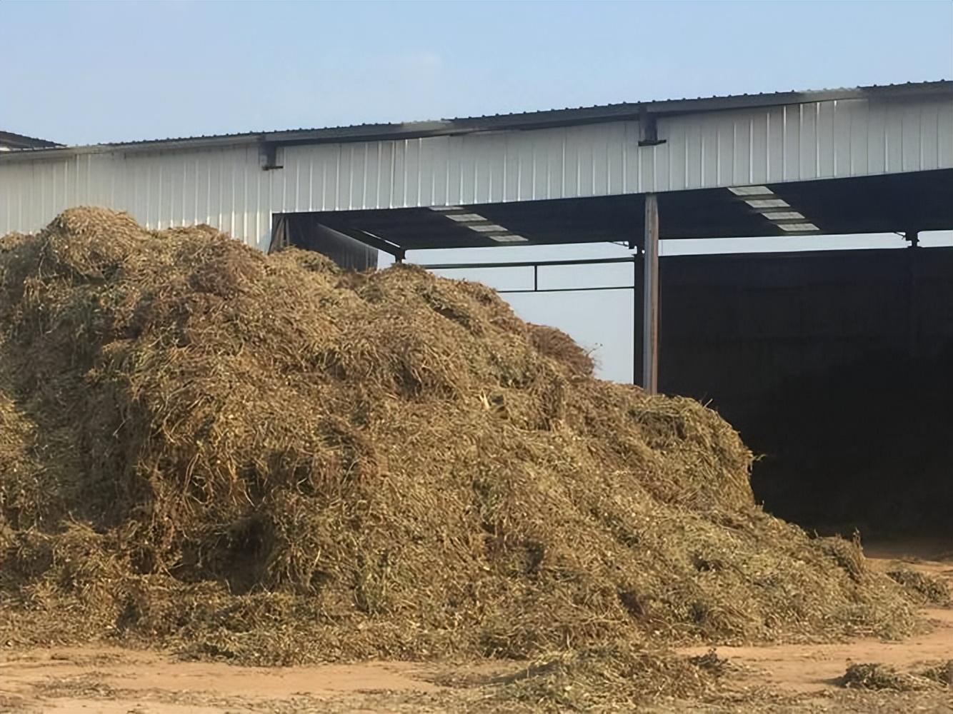 花生秧收购,成本400元卖1200元,两个月收几十万!