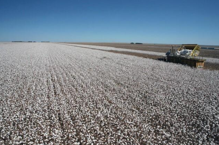 回顾我国每年进口近200万吨棉花却将新疆棉出口这是为何