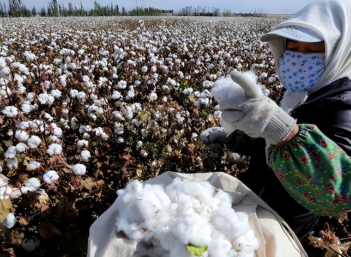 回顾:我国每年进口近200万吨棉花,却将新疆棉出口,这是为何?