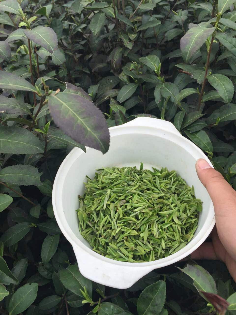 自带风骨别有滋味,绿阳春之美,是江南春色的写照