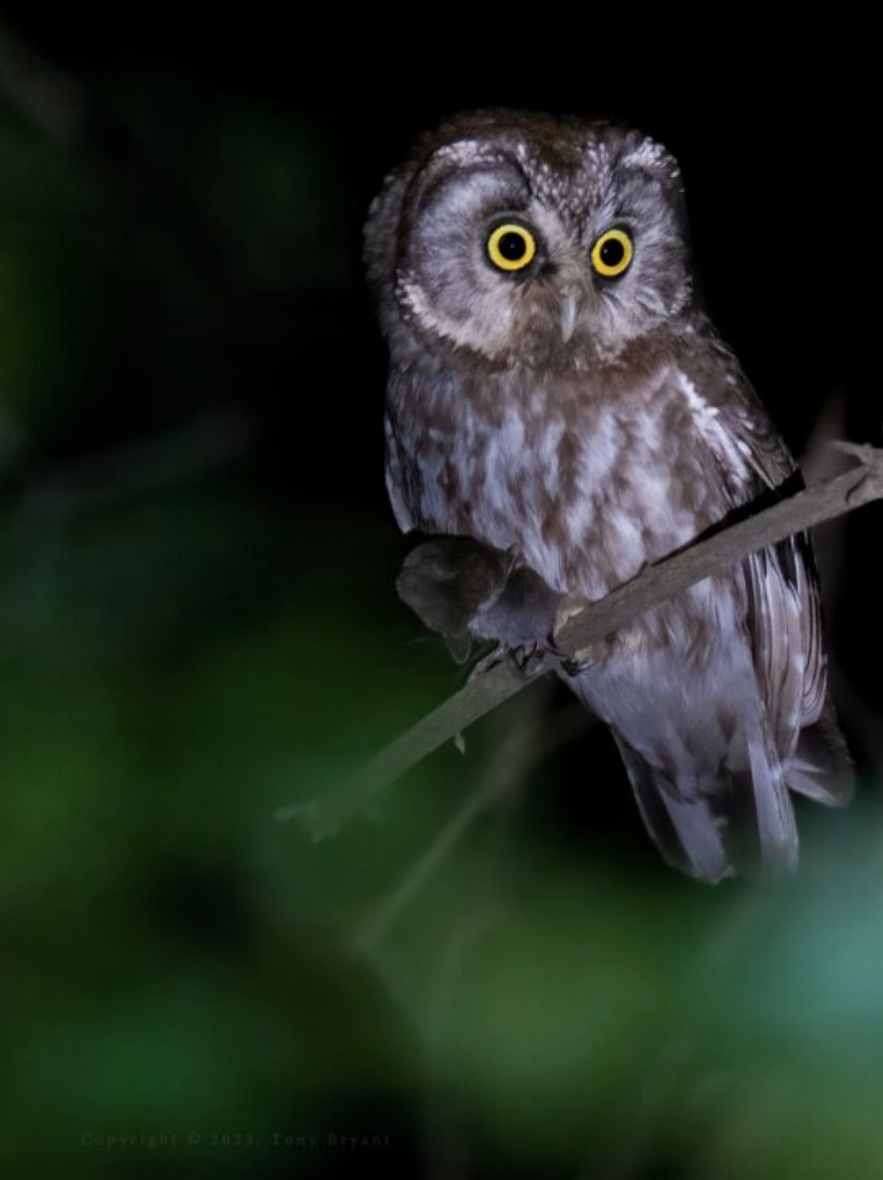 那么,猫头鹰的叫声到底有什么预兆呢?