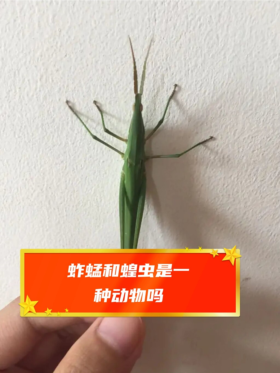 不过,蚱蜢和蝗虫也有一些区别.
