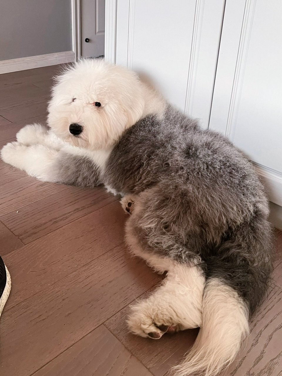 古牧犬图片  给大家介绍一个我不常见的可爱小狗,这是一只古牧犬,那么