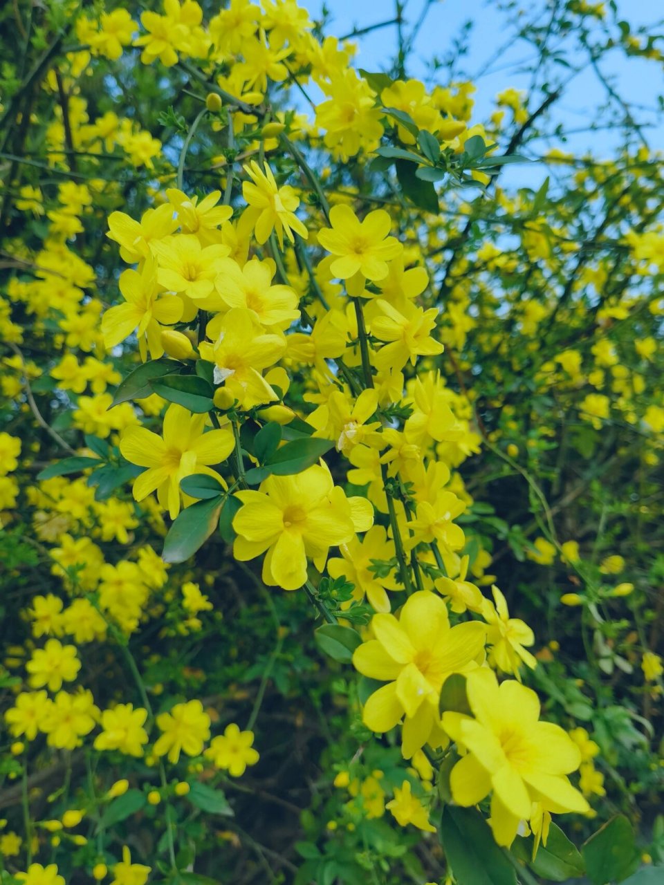 迎春花真实图片图片