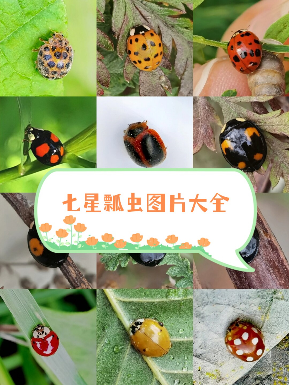 七星瓢虫图片大全  七星瓢虫是一种常见的昆虫,它们的身体呈圆形,背部