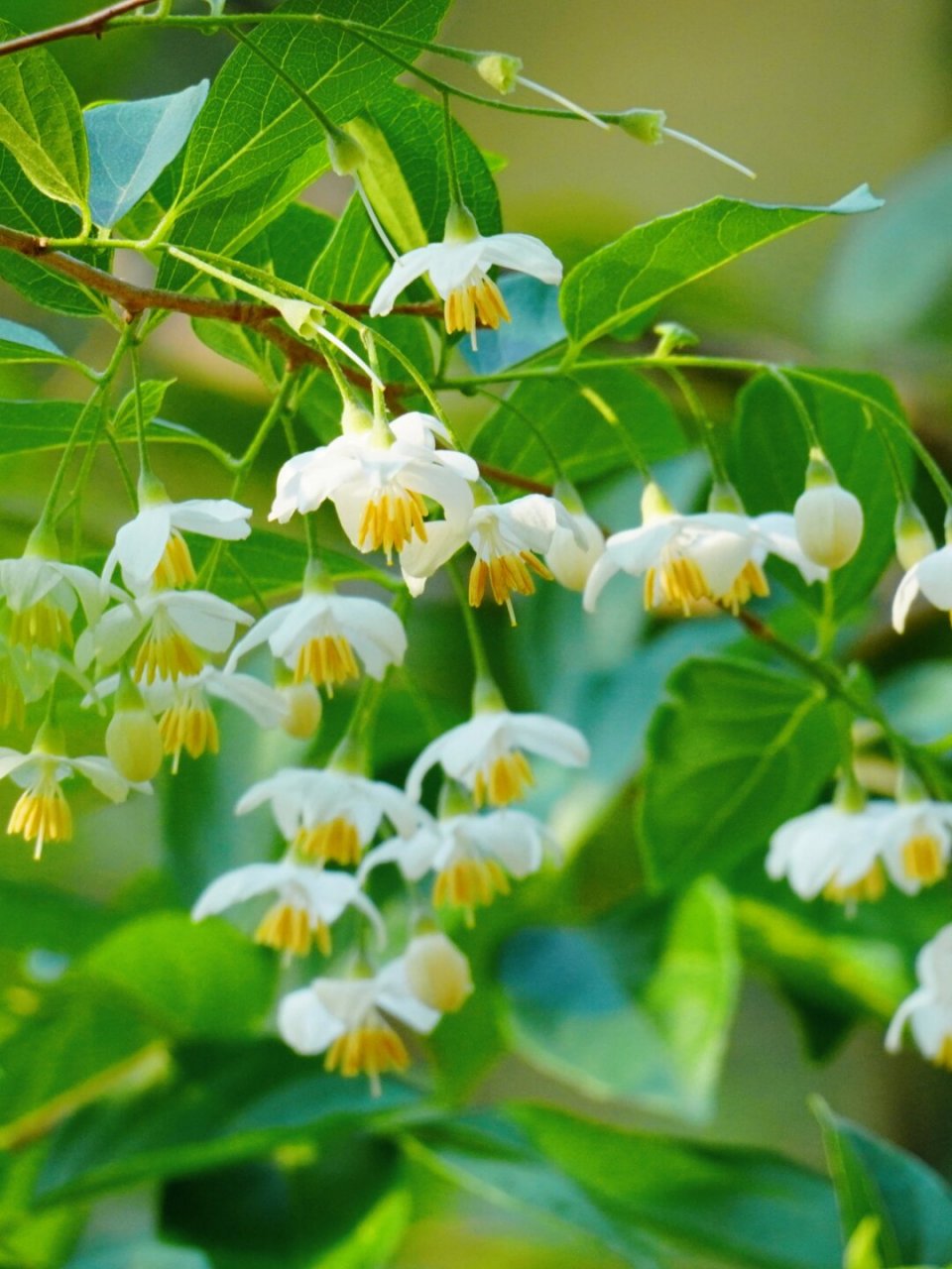 植物:大花野茉莉  大花野茉莉,听名字就让人心生向往.