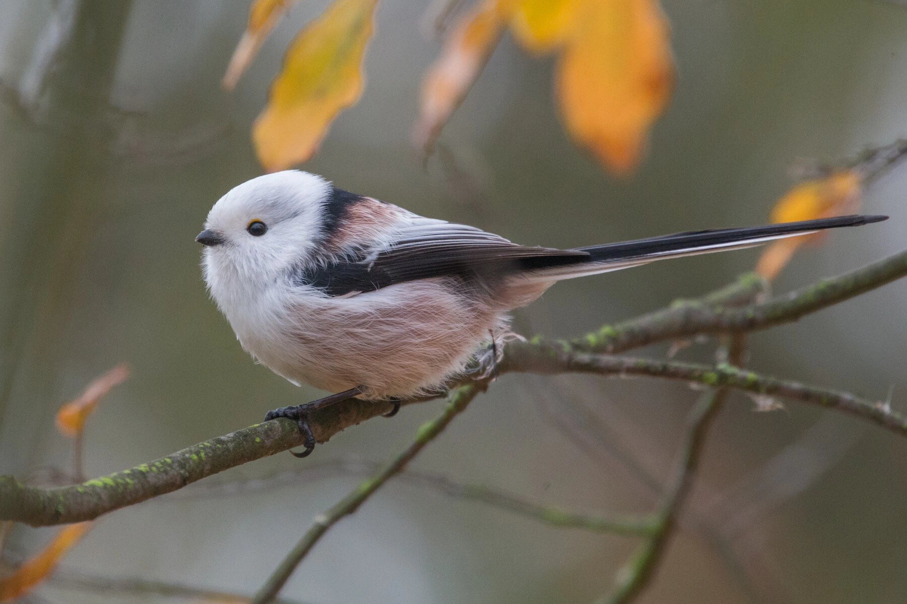 北长尾山雀身材娇小,羽毛特别柔软,灰白色的身体上还有着亮丽的黑色