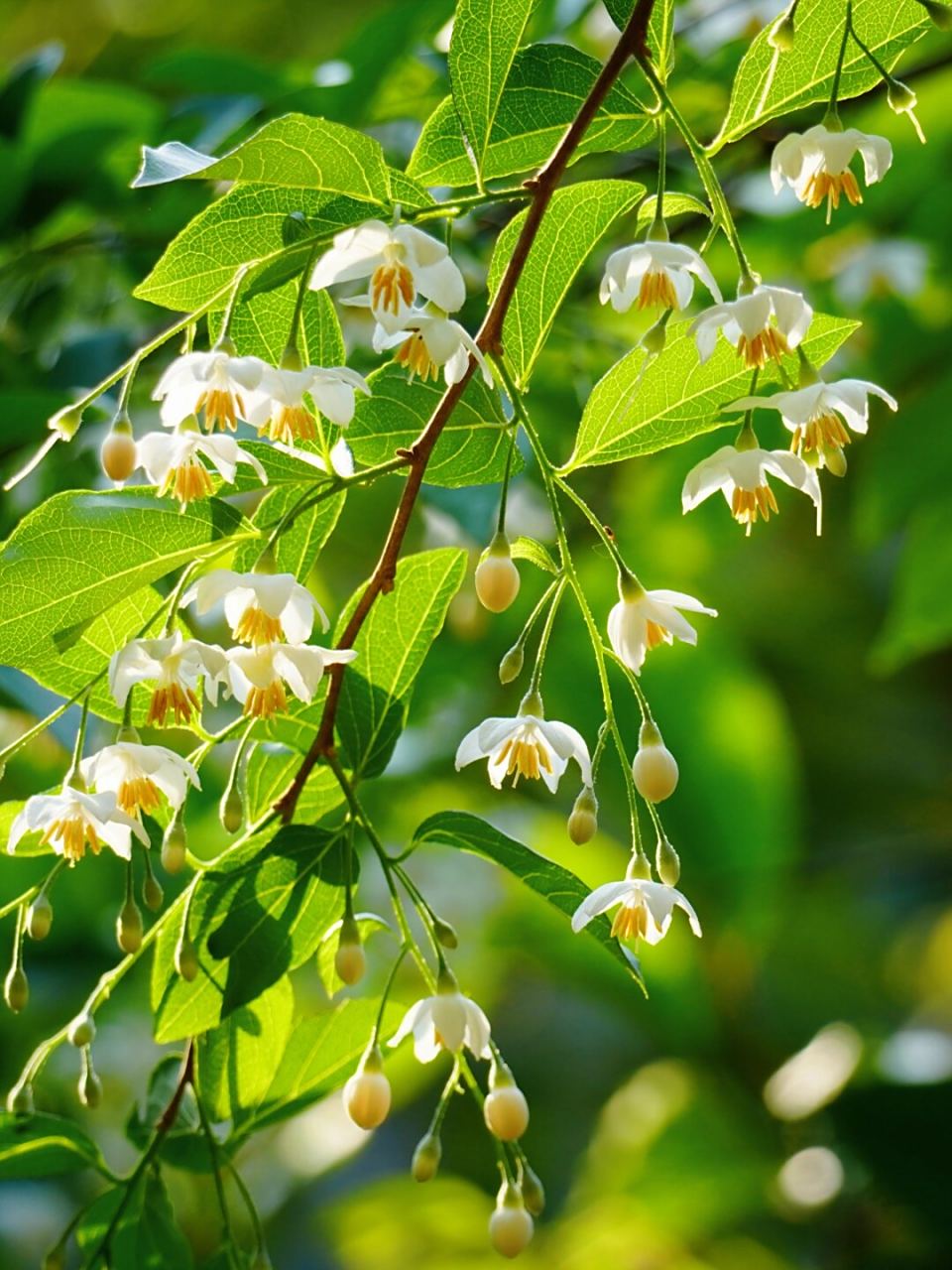 植物:大花野茉莉  大花野茉莉,听名字就让人心生向往.