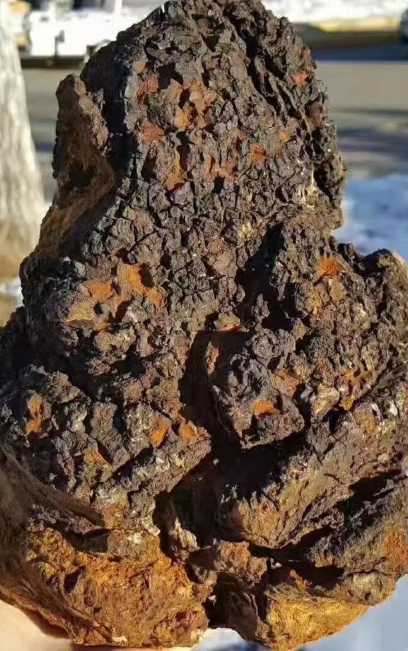 桦树茸,又名白桦茸,桦褐孔菌,是一种生长于白桦树上的药用真菌