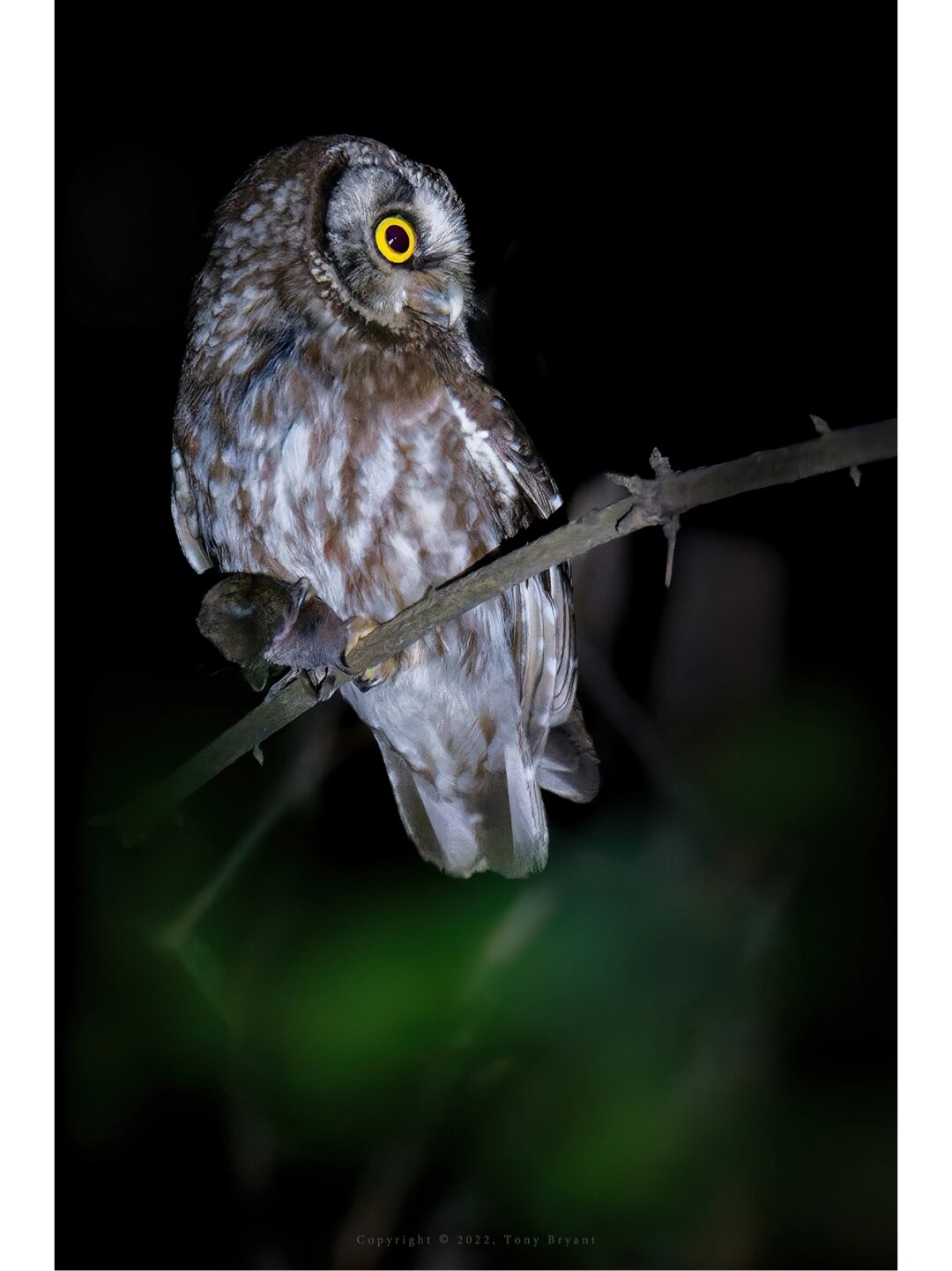 那么,猫头鹰的叫声到底有什么预兆呢?