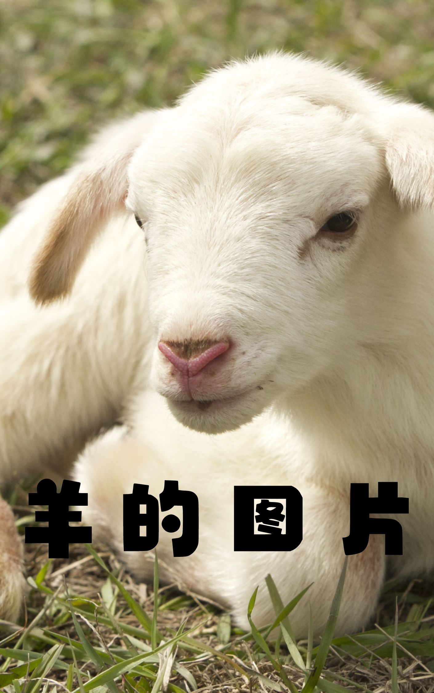 羊的图片  羊是一种哺乳动物,属于偶蹄目,牛科,是人类最早驯化的家畜