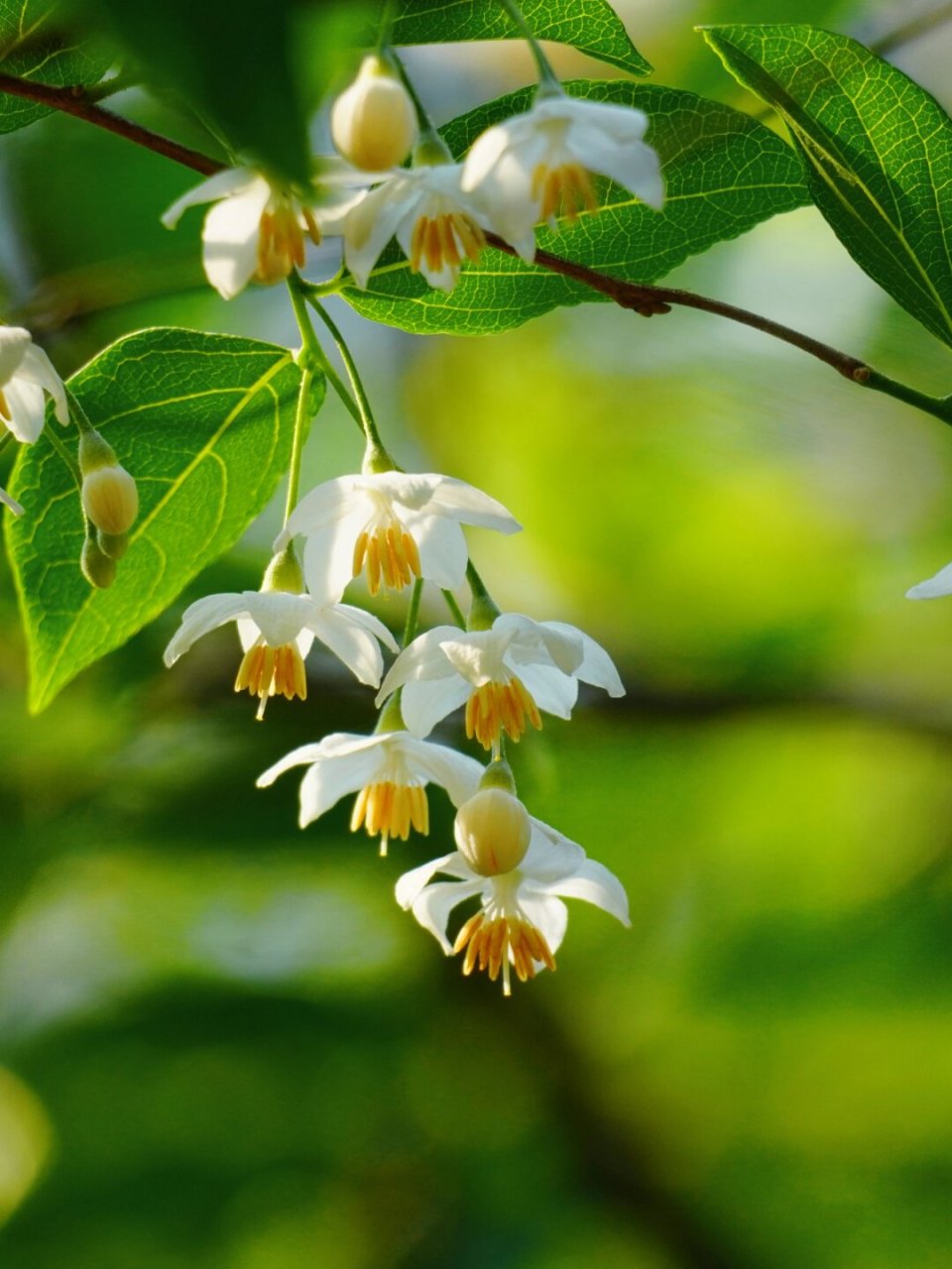 郁香野茉莉图片