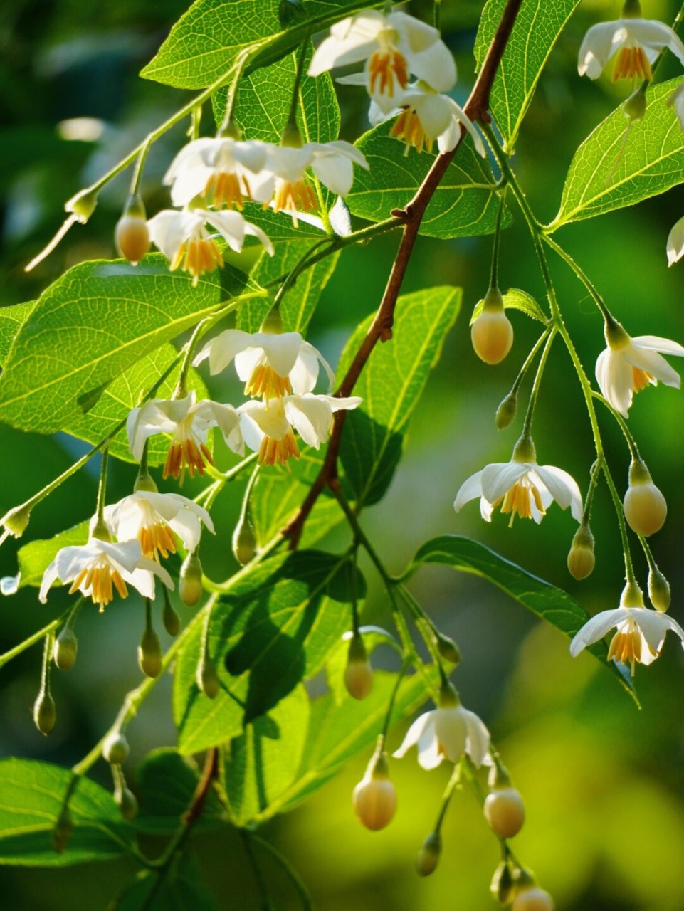 郁香野茉莉图片