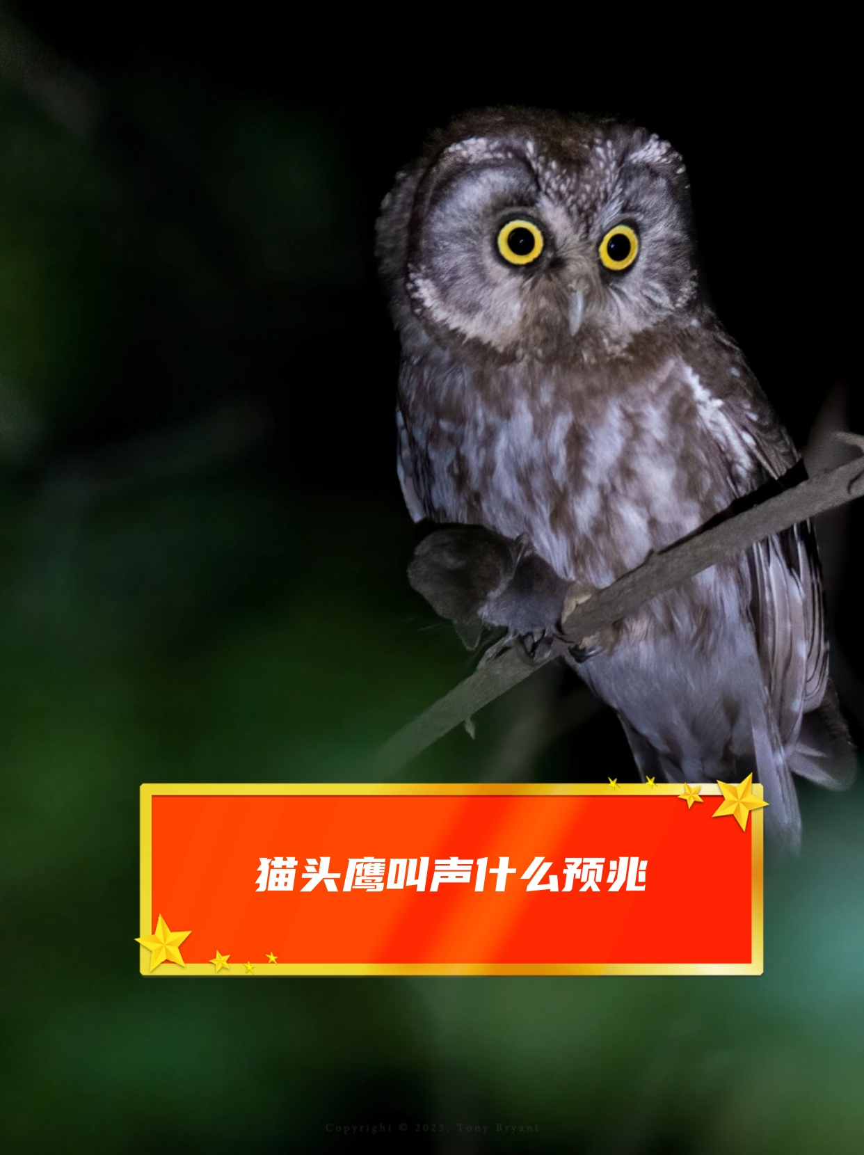 猫头鹰叫声什么预兆  猫头鹰是一种非常神秘的鸟类,它们通常在夜晚