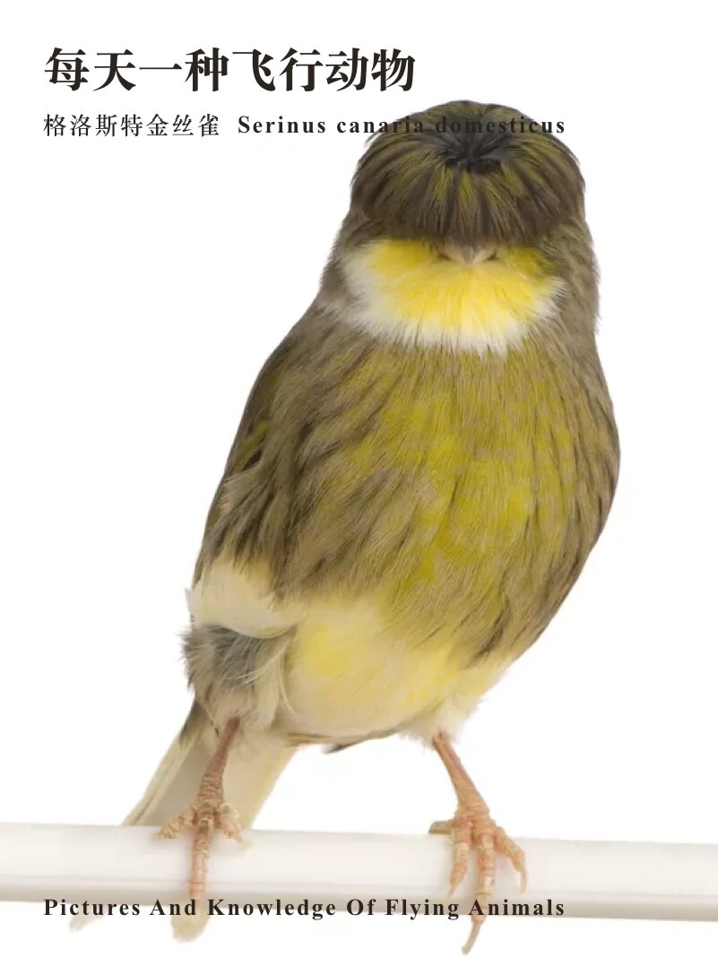 类似他的金丝雀