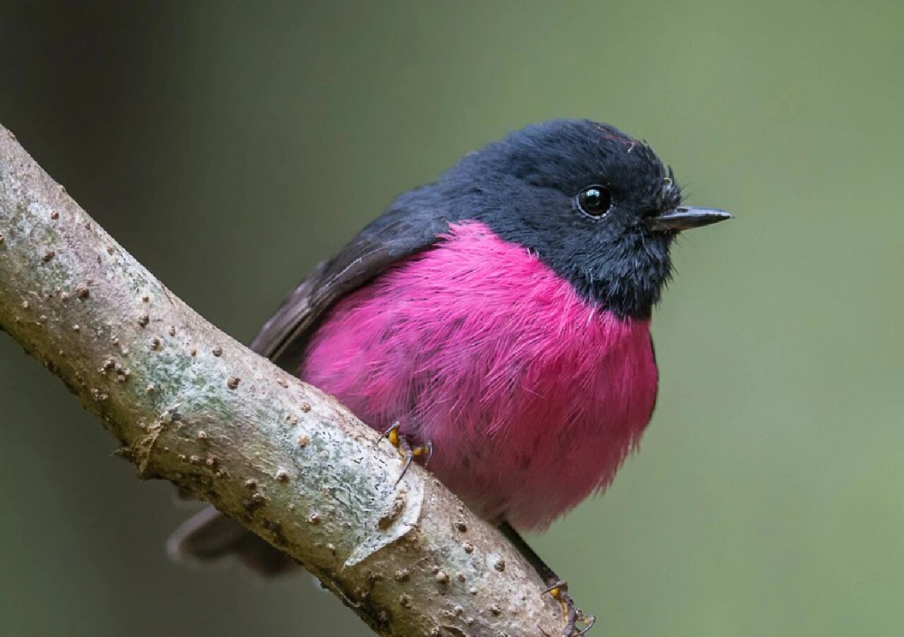 嘴巴小巧玲珑,黑色的眼睛闪闪发光