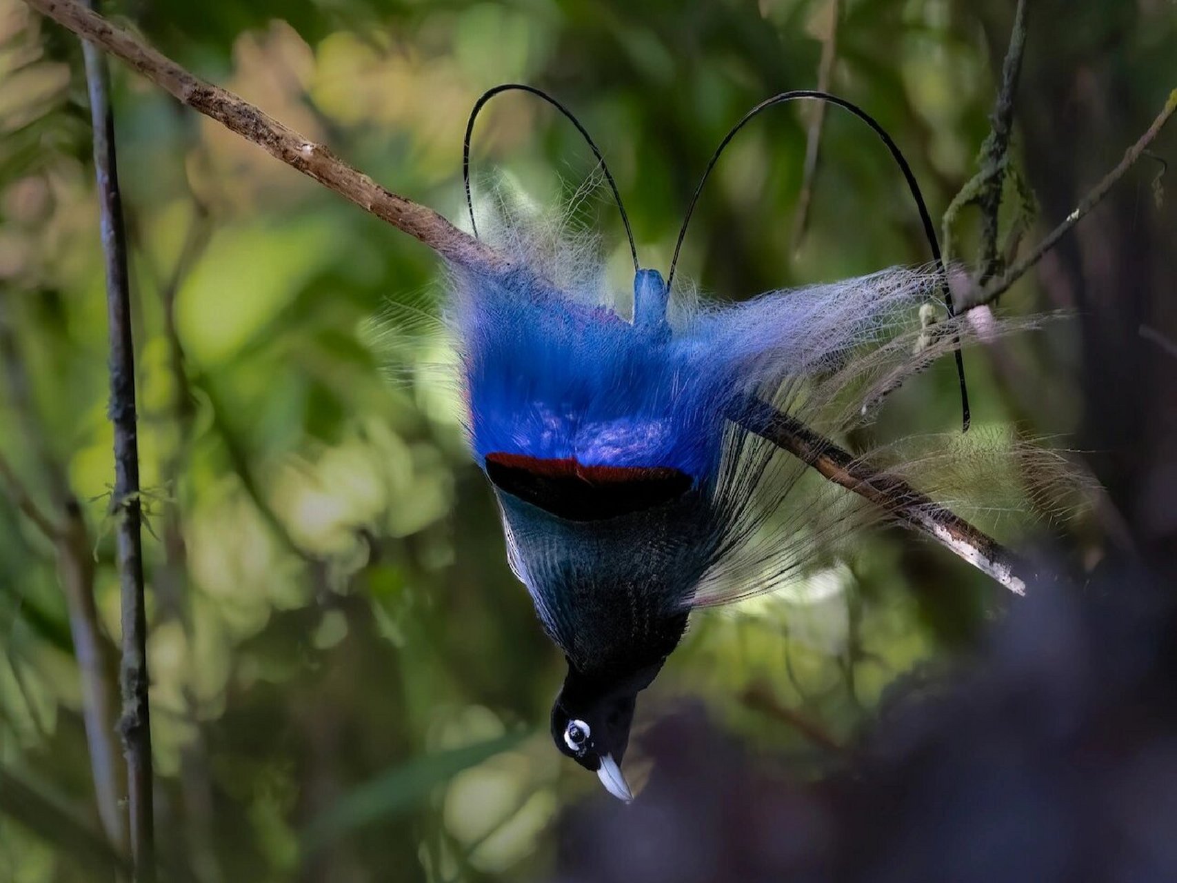 今天我要给你们介绍一种超级可爱的鸟类——蓝极乐鸟92!