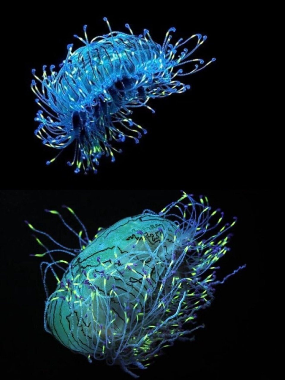 深海无界|探寻花帽水母的奇妙世界  #浪漫生活的记录者 #笔记灵感