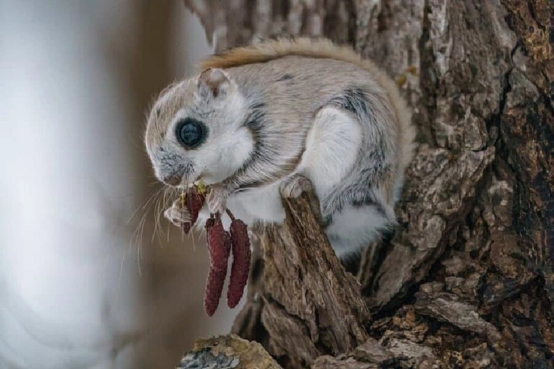 名:siberian flying squirrel 	 🐭 俄罗斯飞鼠,又名西伯利亚鼯鼠