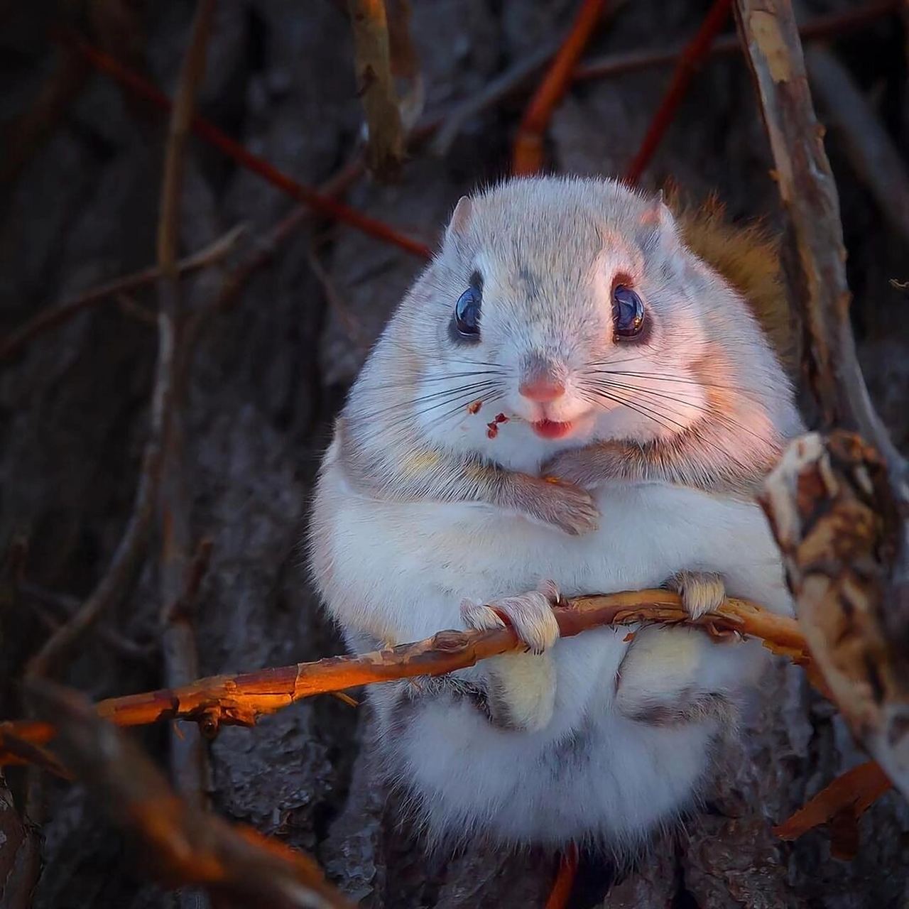 名:siberian flying squirrel 	 🐭 俄罗斯飞鼠,又名西伯利亚鼯鼠