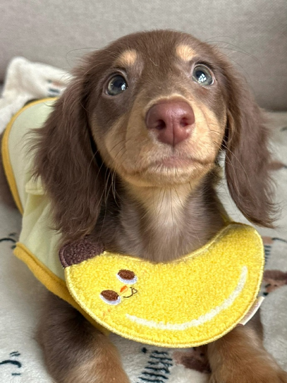 巧克力色的小狗狗