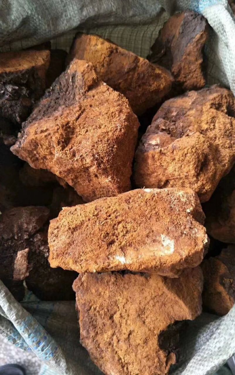 桦树茸,又名白桦茸,桦褐孔菌,是一种生长于白桦树上的药用真菌