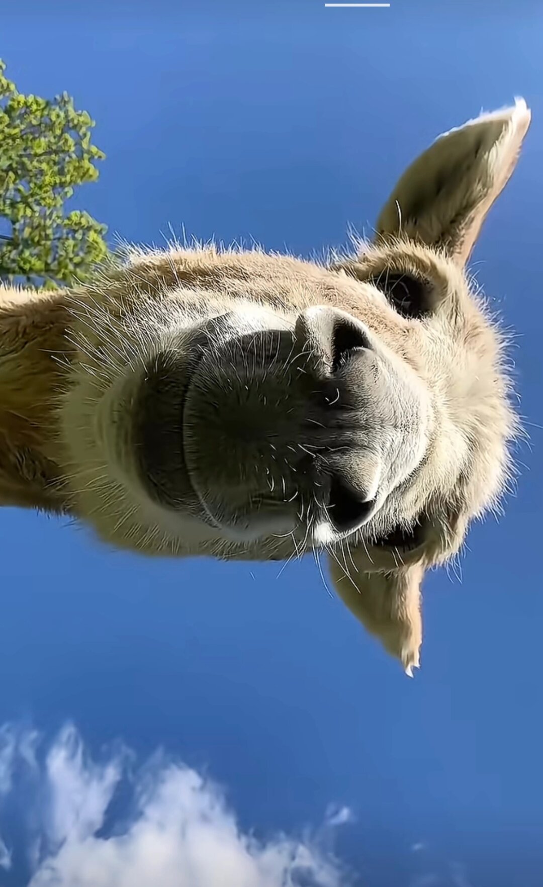 分享毛驴图片 哇,萌驴的大.@欣瑶生活日记的动态