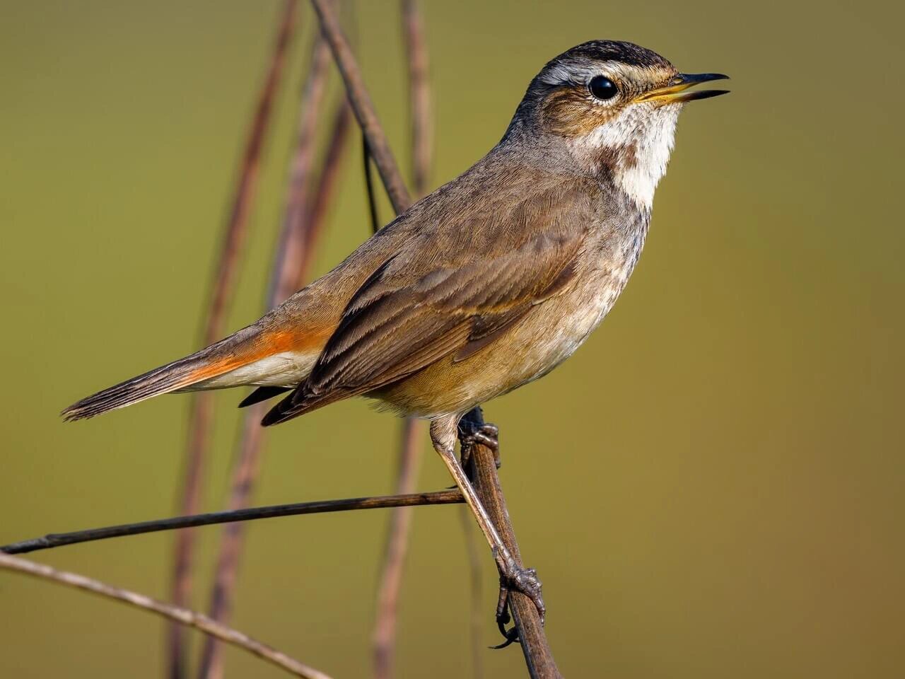 下颚白色的鸟蓝燕鸟图片100张头黑白条纹的鸟下巴有个兜的鸟是什么鸟