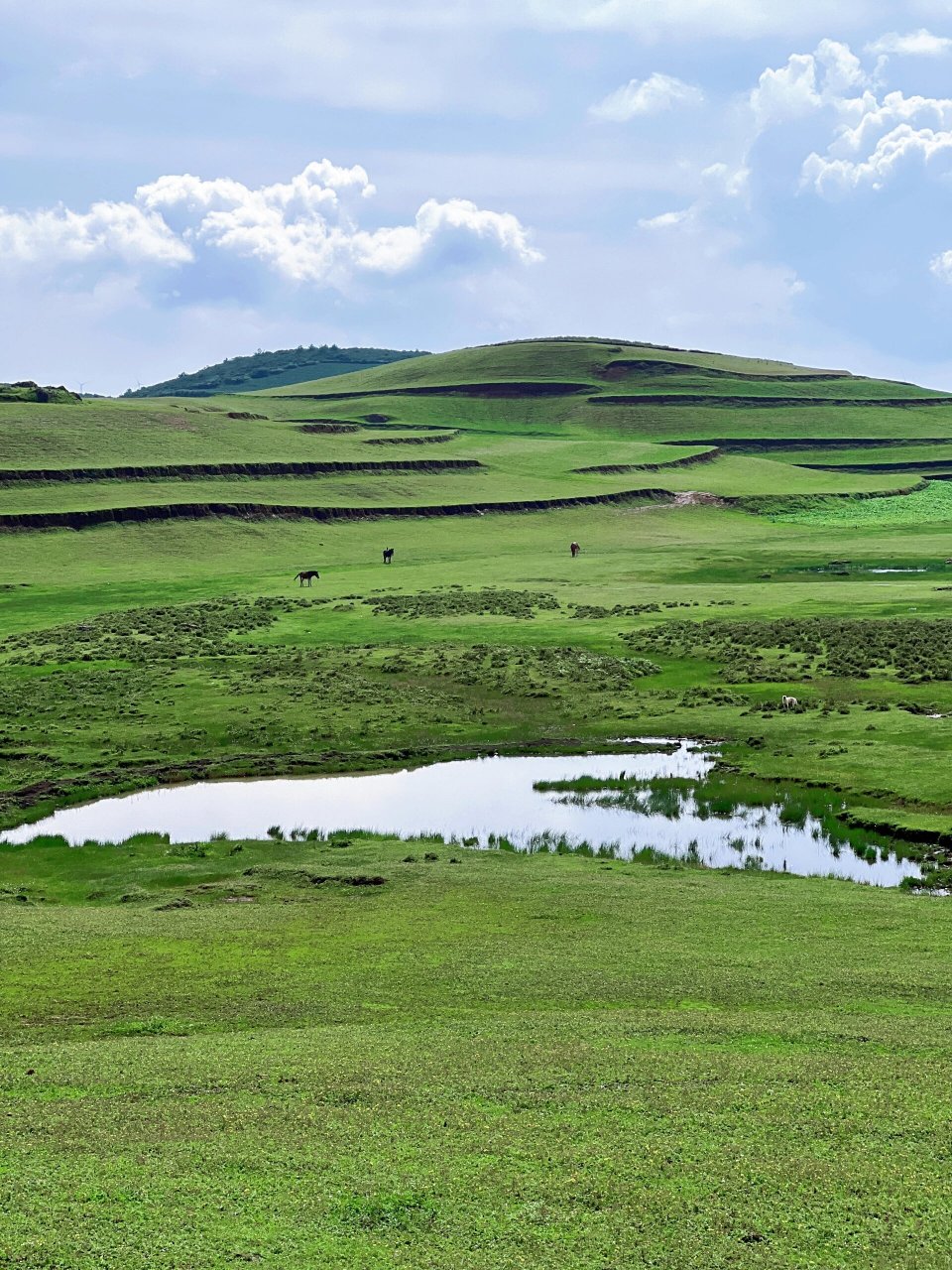 有人称寻甸高山草原为"天山小草原",也有人赞其为"云南的小新西兰".