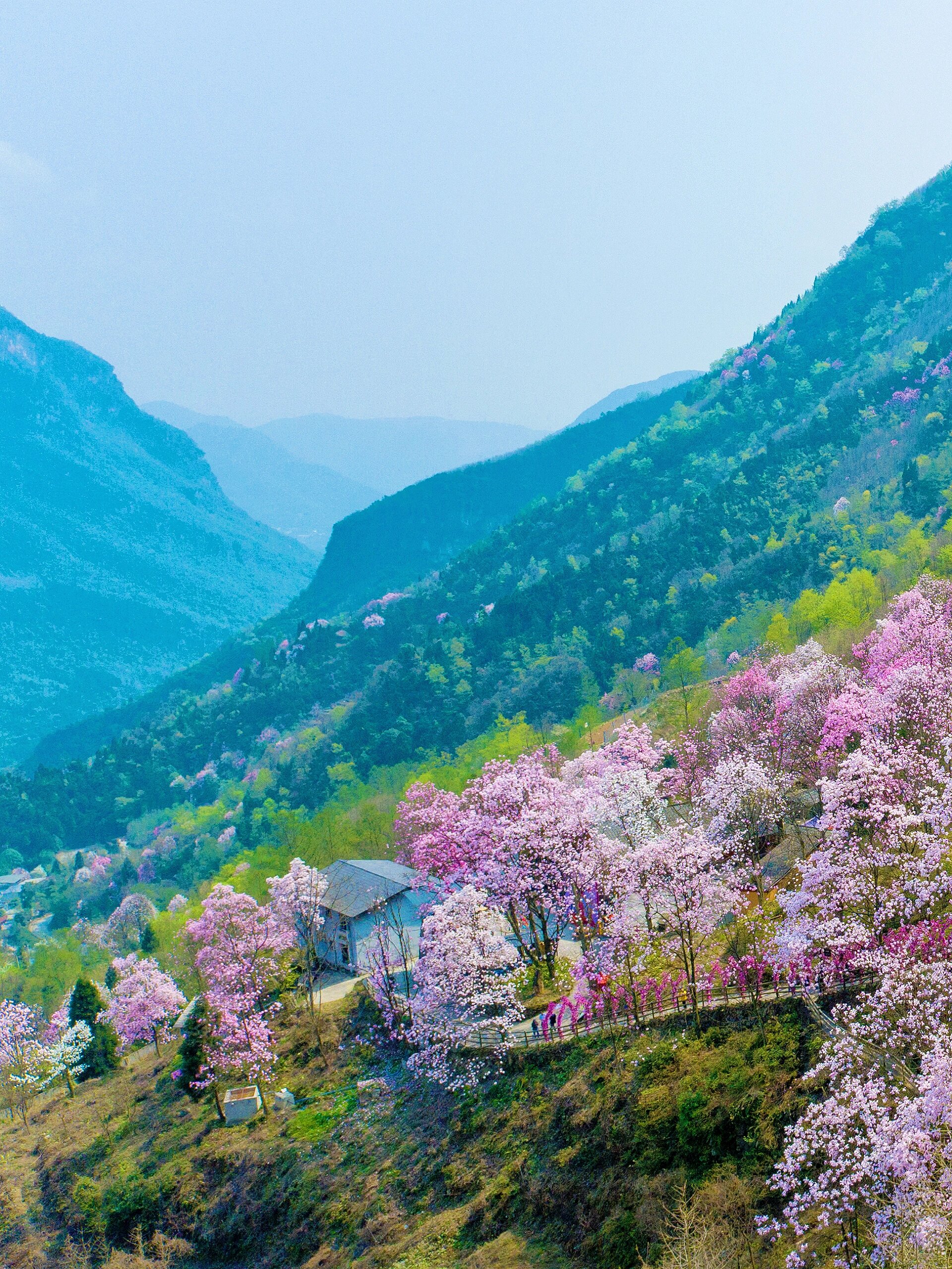 成都周边花海图片