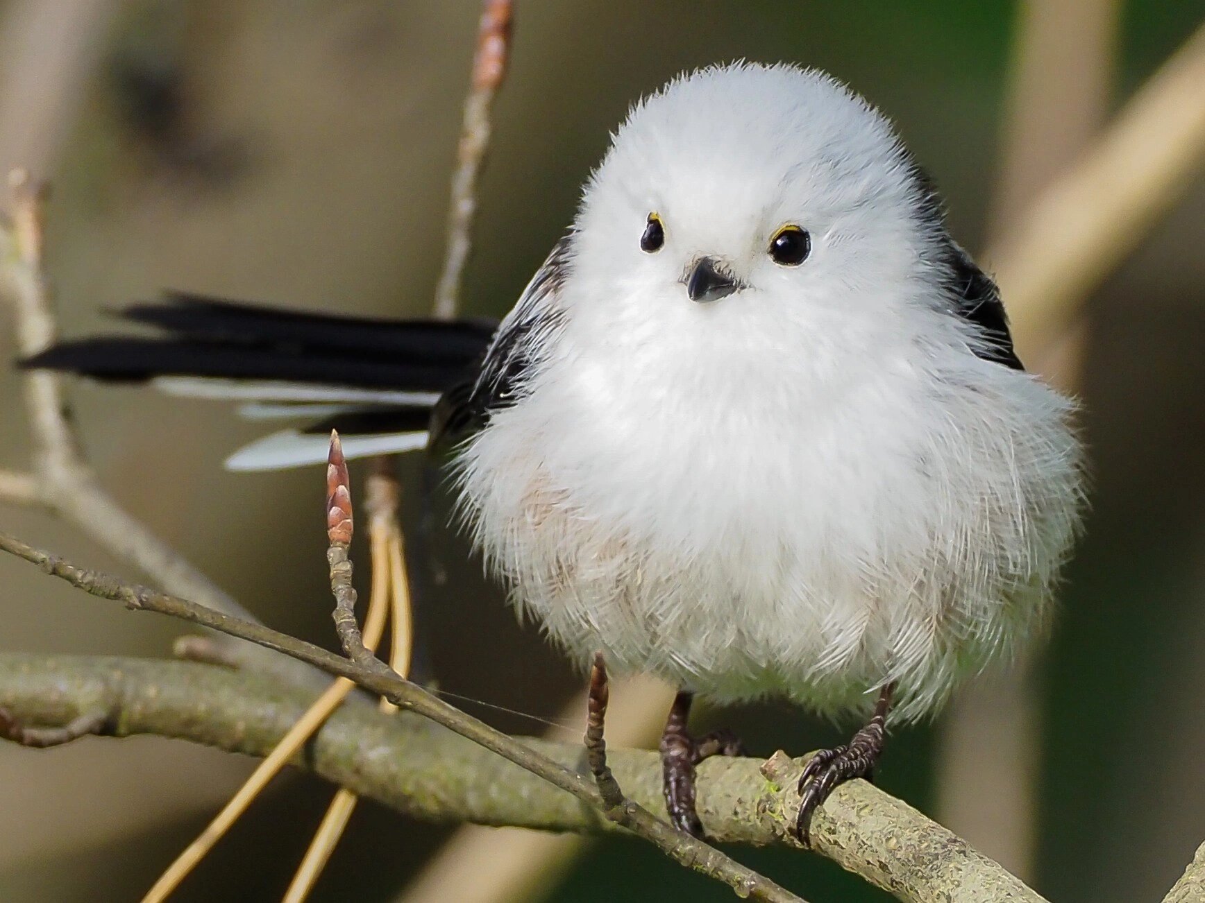 北长尾山雀身材娇小,羽毛特别柔软,灰白色的身体上还有着亮丽的黑色