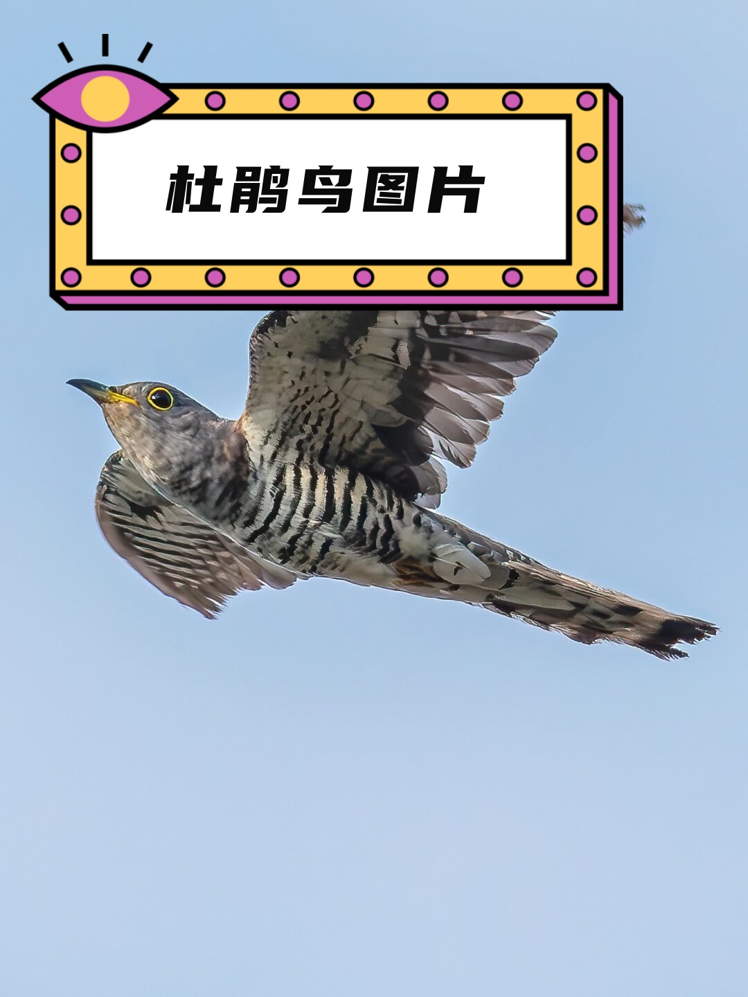 杜鹃鸟,又称子规,杜宇,布谷鸟等,是鹃形目杜鹃科鸟类的