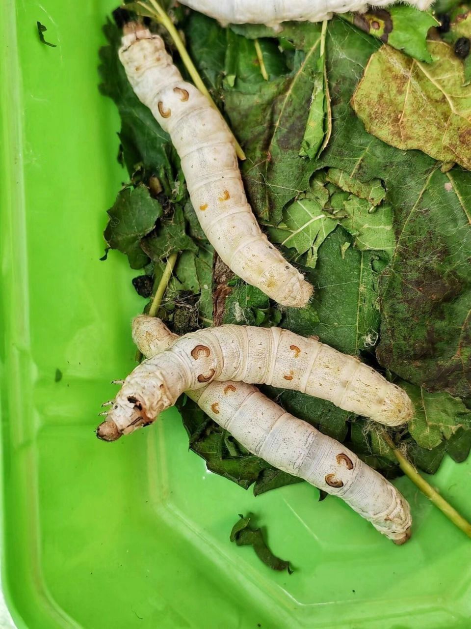 蚕宝宝图片  春蚕到死丝方尽·来之不易的春蚕丝!