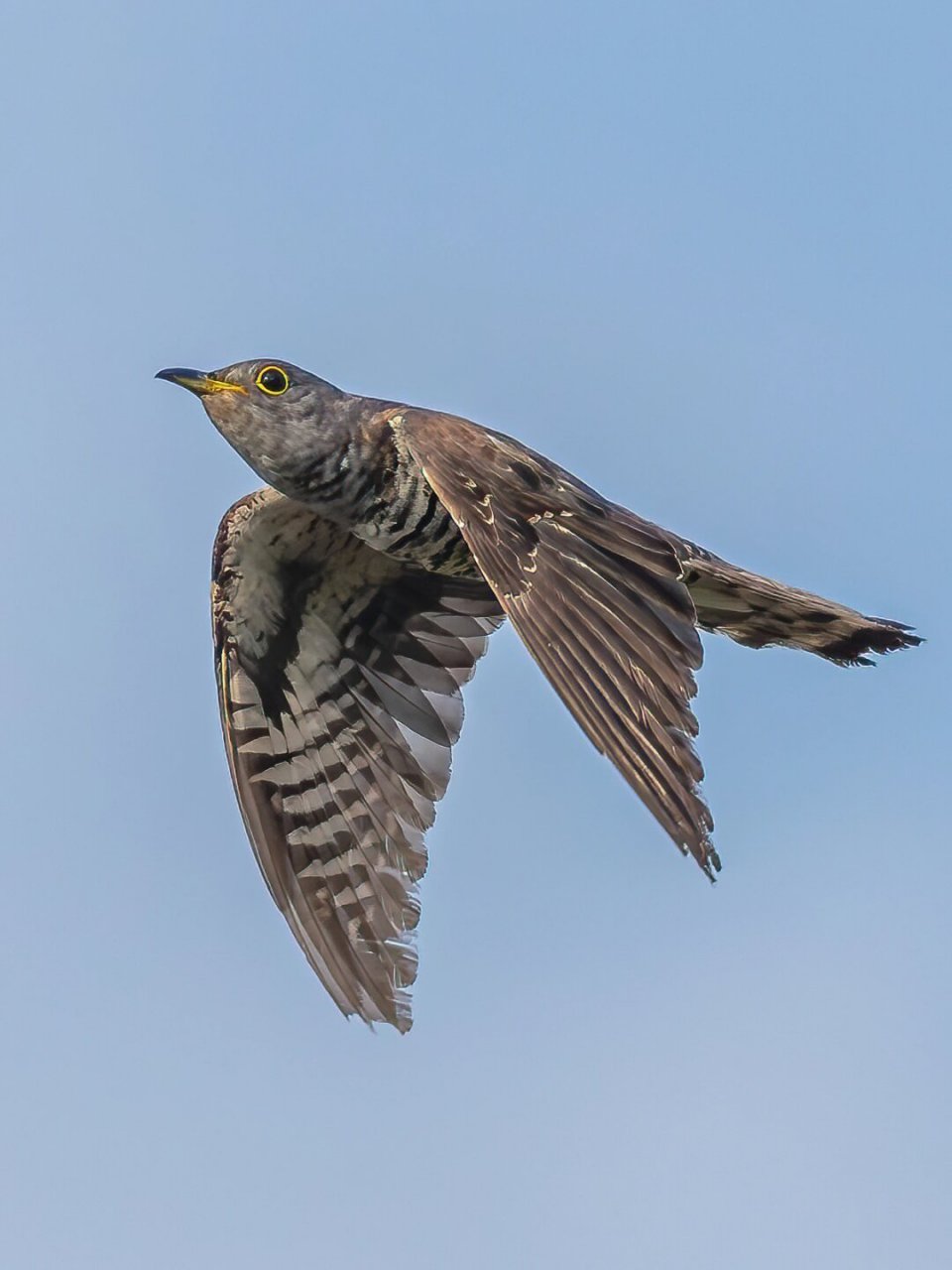杜鹃鸟图片  杜鹃鸟,又称子规,杜宇,布谷鸟等,是鹃形目杜鹃科鸟类的
