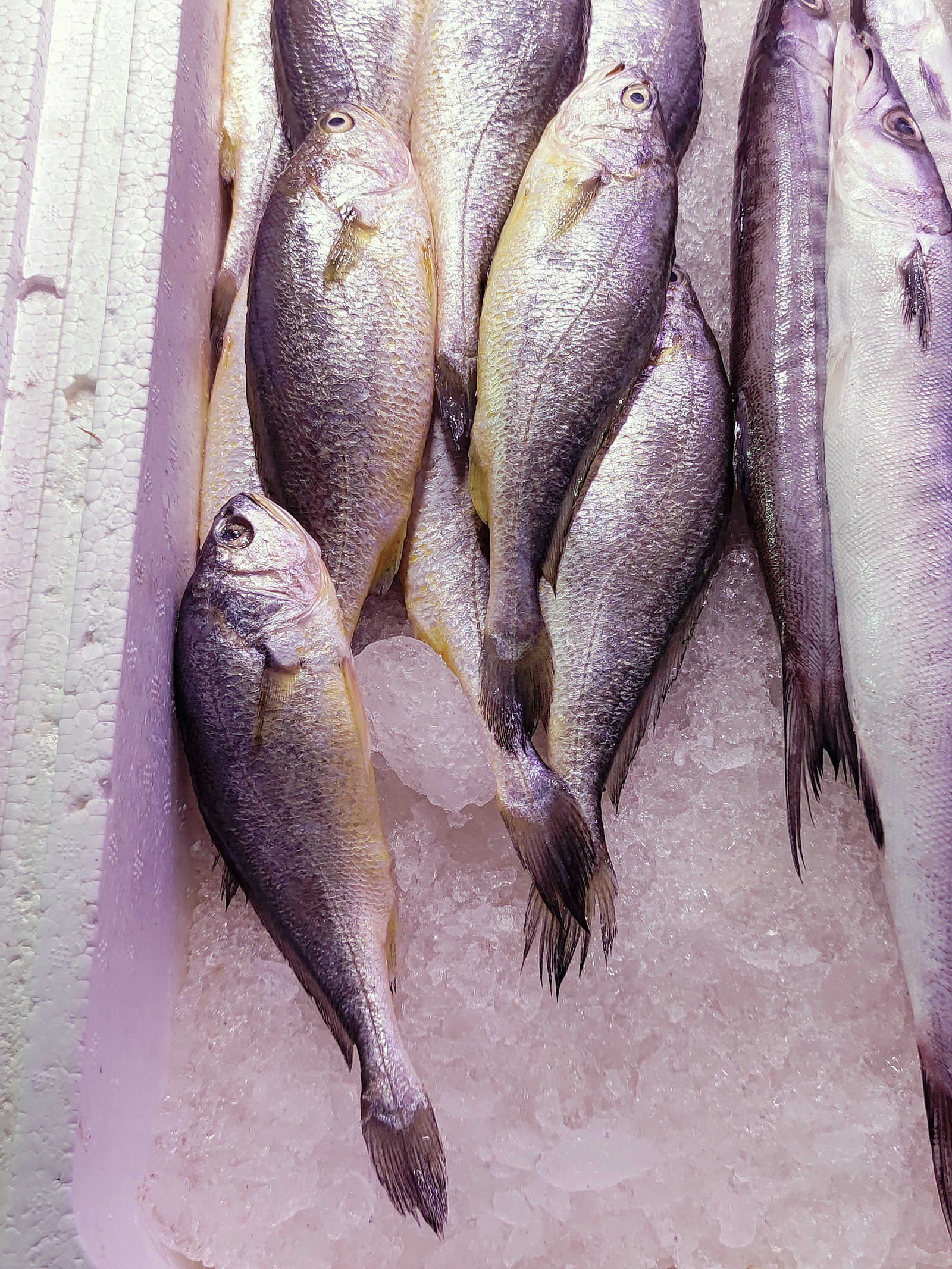 夜间捕捞的大黄鱼,体色是金黄的,白天捕捞的颜色就比较浅.2