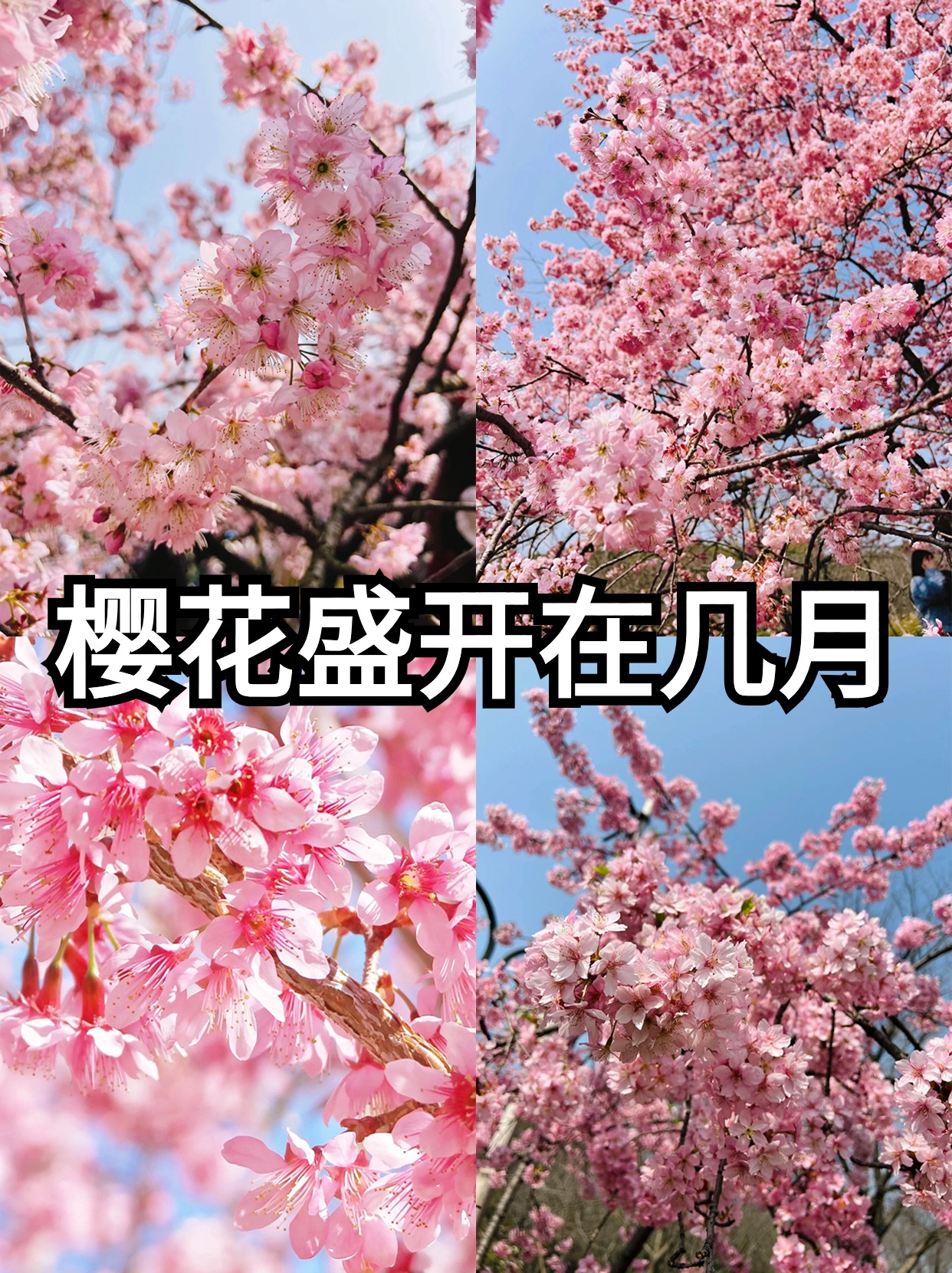 樱花盛开在几月 最近朋友圈大家都开始晒起了樱花,那我给大家来一个