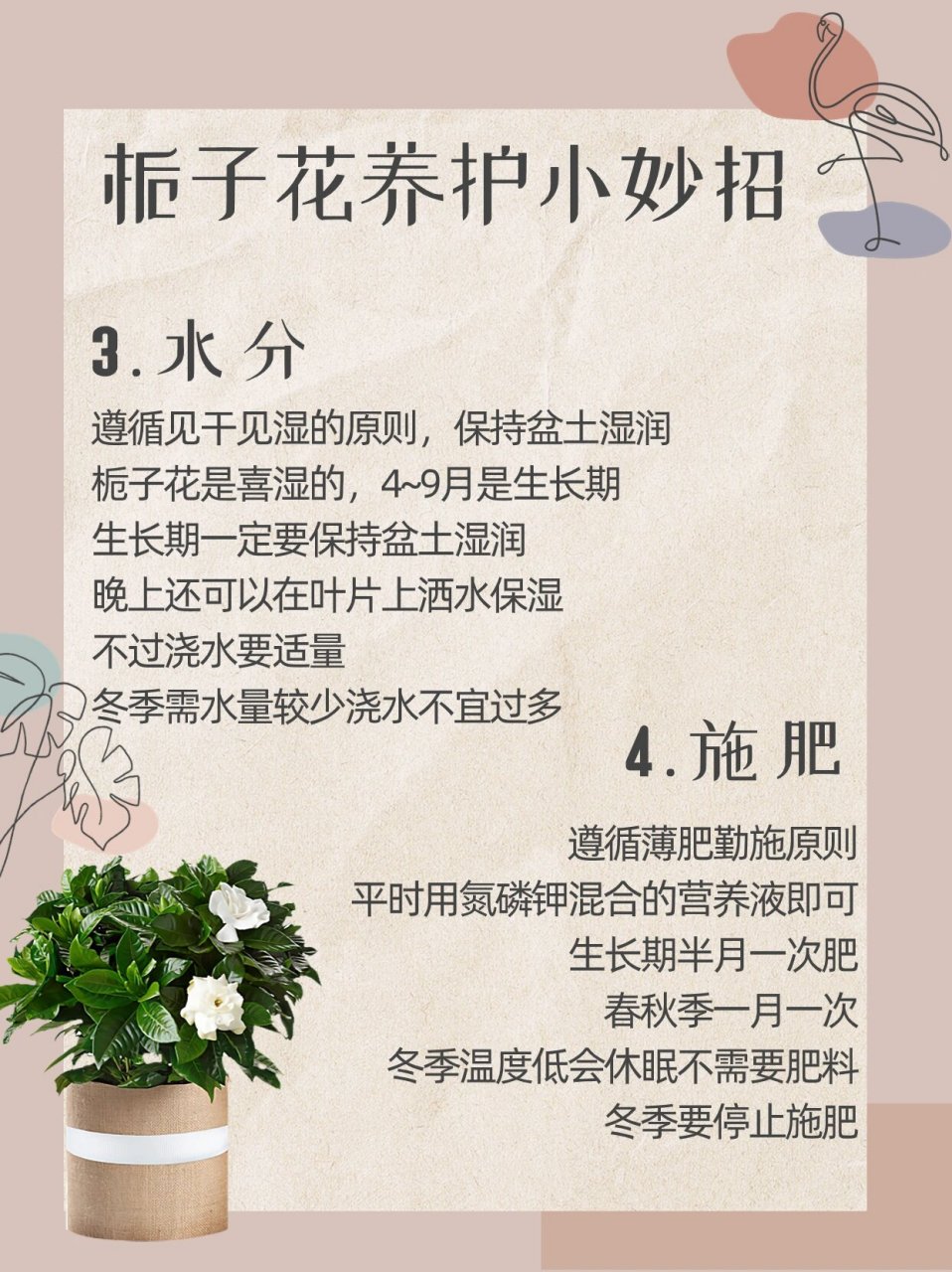 怎样养栀子花图片