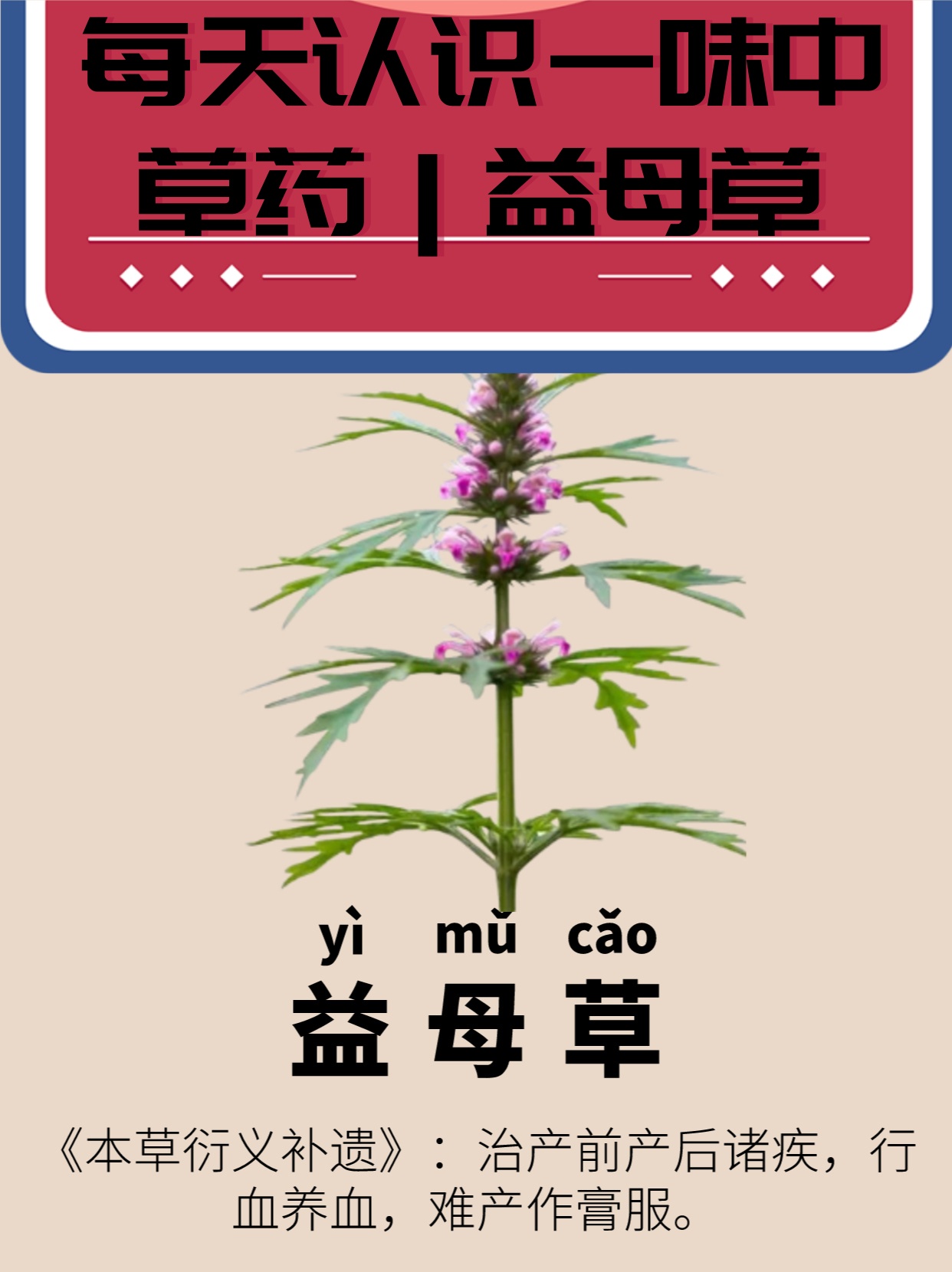 每天认识一味中草药|益母草 .@紫滢的社科社的动态