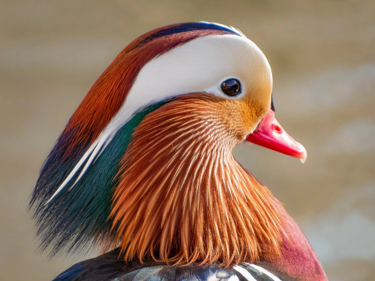 今天我想和你们分享一种美丽而特别的动物