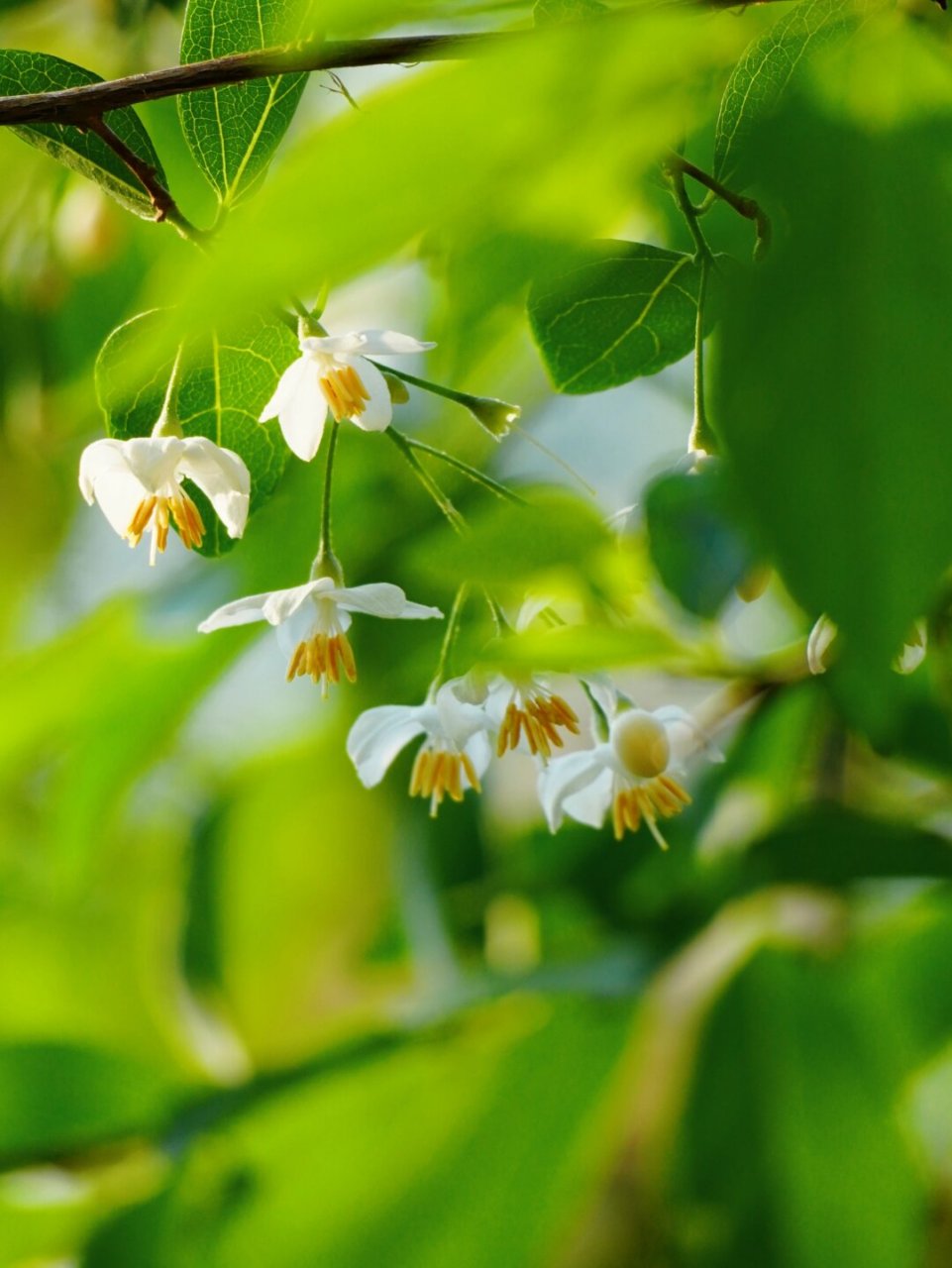 植物:大花野茉莉  大花野茉莉,听名字就让人心生向往.