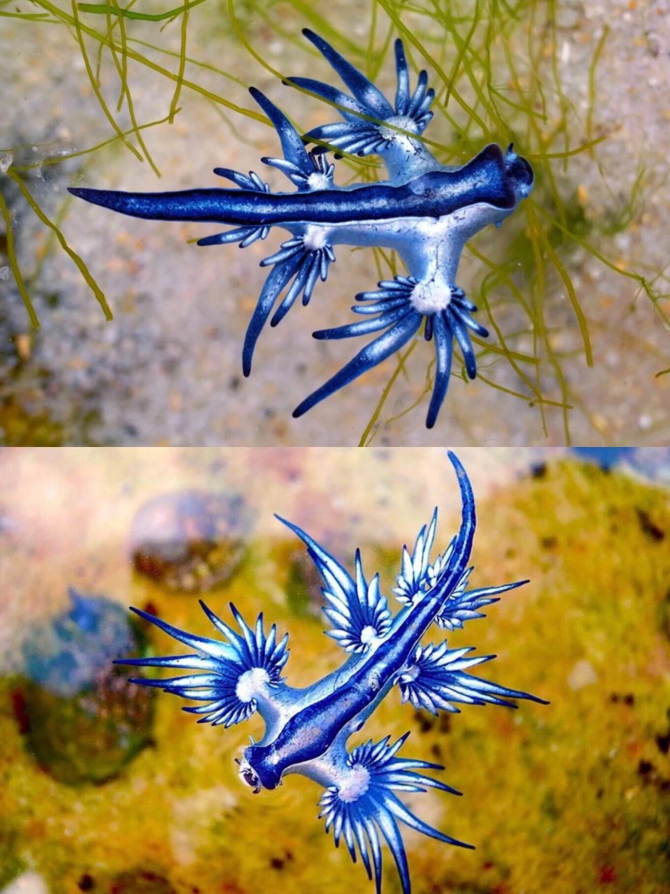 今天我想和你们分享一种美丽而神奇的海洋生物——大西洋海神海蛞蝓