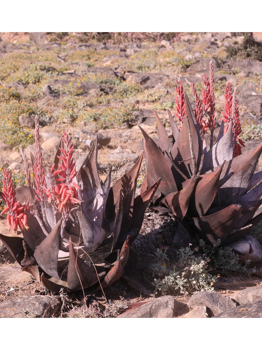 知识校园   植物科普   科普   中文名 佐法尔芦荟拉丁名 aloe dhu