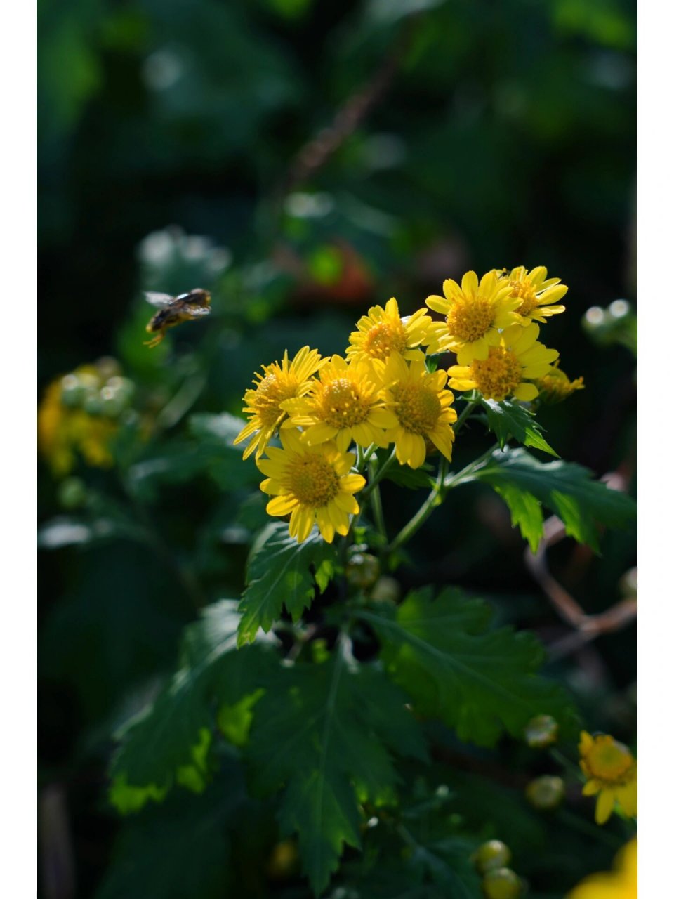 野菊花长什么样子图片  98野菊花,一朵朵小小的花朵,却散发着迷人的