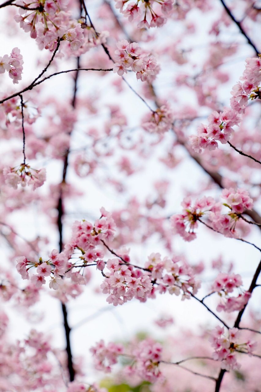 早春的花树大寒樱  随着冬日的严寒逐渐退去,早春的脚步悄然而至.