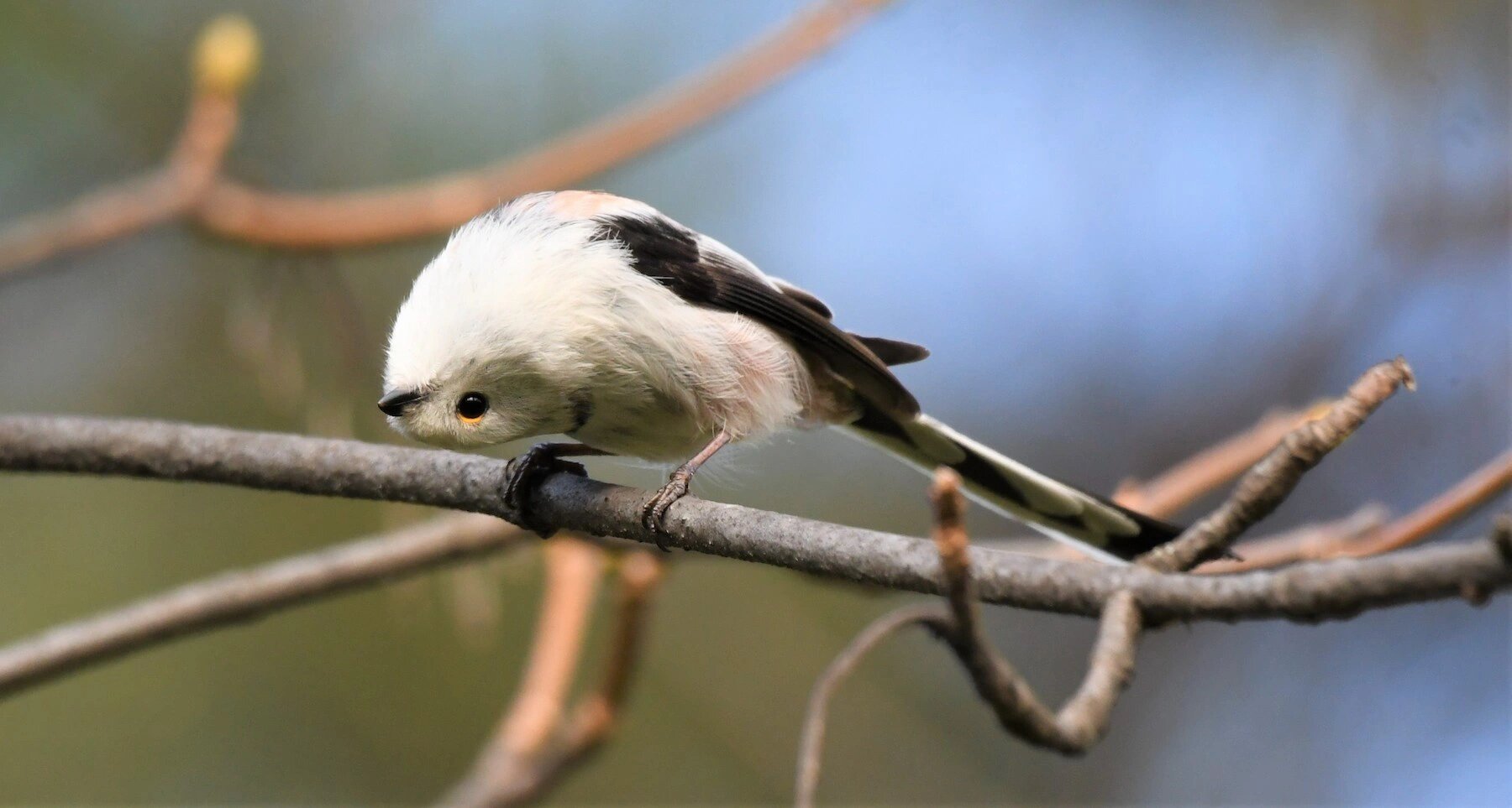 北长尾山雀身材娇小,羽毛特别柔软,灰白色的身体上还有着亮丽的黑色