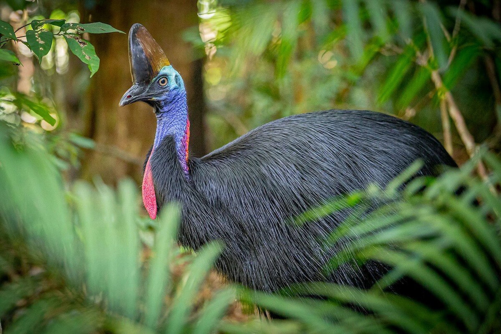 今天我要给你们介绍一种超凶的动物——双垂鹤鸵0515!
