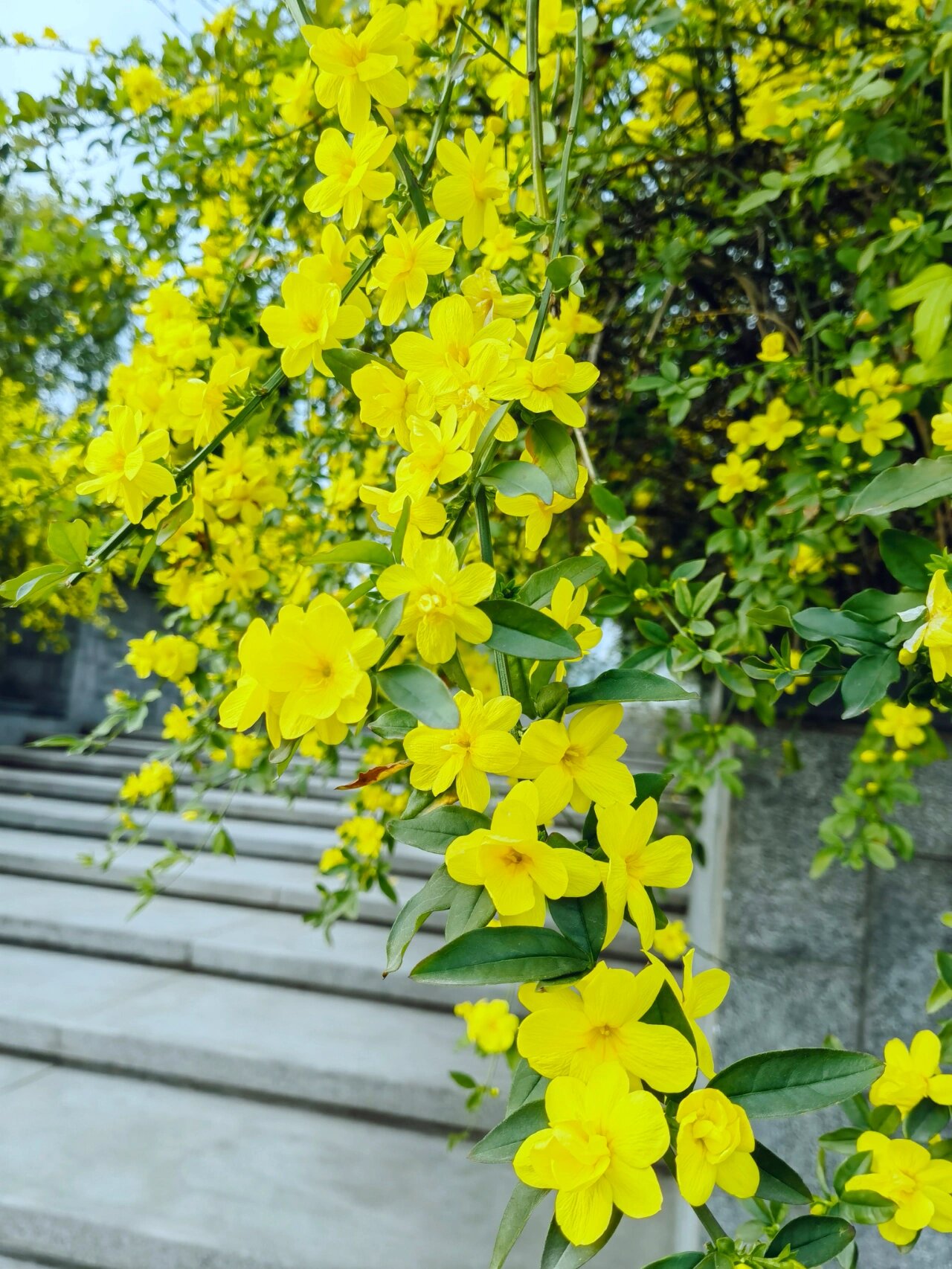 春天迎春花真实图片